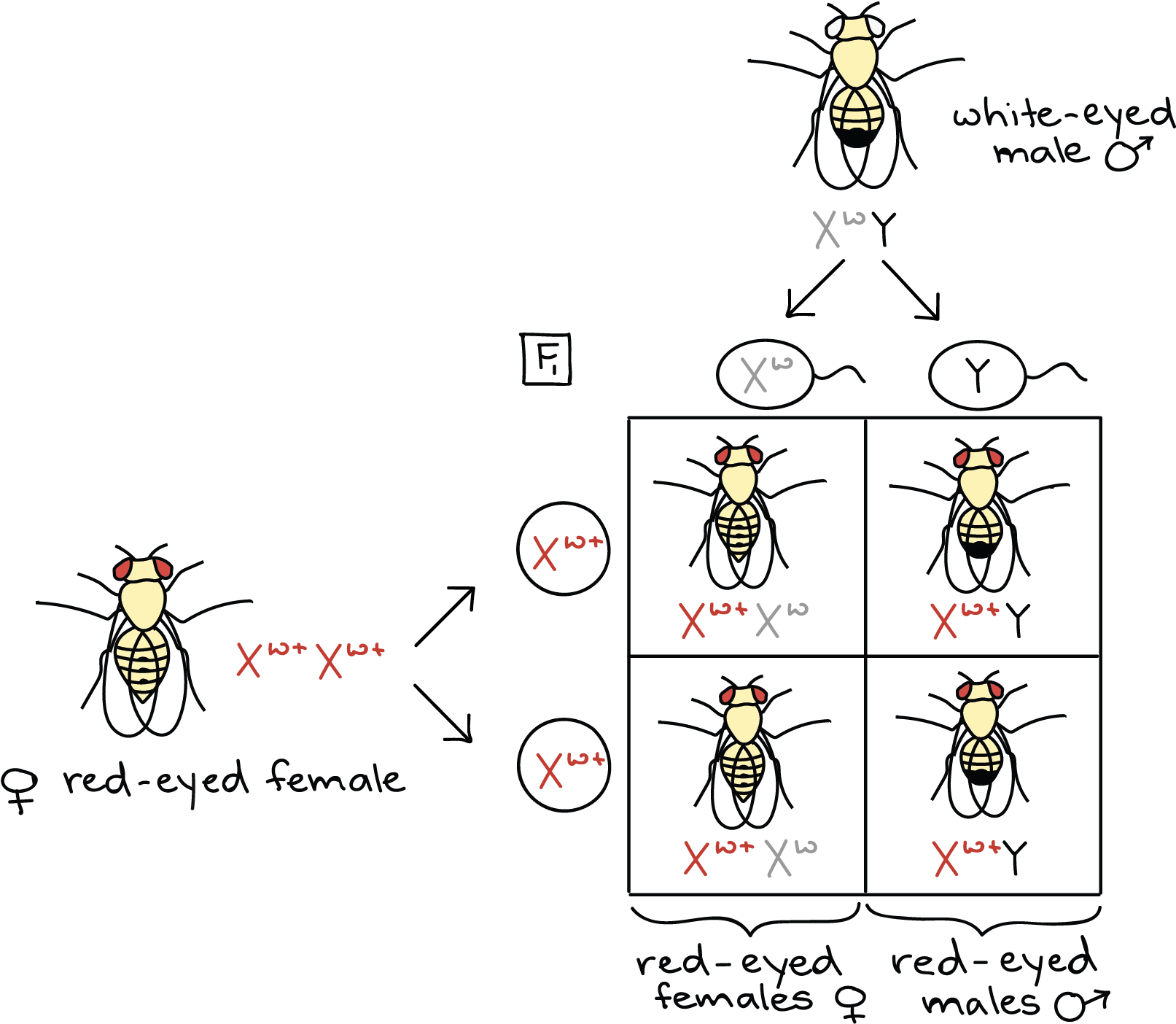 Fruit Fly Cross diagram